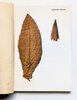 Another image of ITALIAN RAW TOBACCO w/ 44 COLOR PLATES of PLANTS & LEAVES + MAP of GROWING AREAS by Umberto Rossi