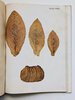 Another image of ITALIAN RAW TOBACCO w/ 44 COLOR PLATES of PLANTS & LEAVES + MAP of GROWING AREAS by Umberto Rossi