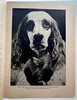 Another image of Vintage DOG TRAINING Method By Famous HOLLYWOOD Celebrity Animal Trainer by Captain Harold Brooks, The Famous Animal Trainer