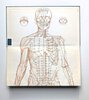 Another image of ATLAS OF ACUPUNCTURE : POINTS AND MERIDIANS IN RELATION TO SURFACE ANATOMY by Felix Mann
