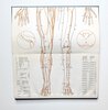 Another image of ATLAS OF ACUPUNCTURE : POINTS AND MERIDIANS IN RELATION TO SURFACE ANATOMY by Felix Mann