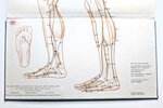 Another image of ATLAS OF ACUPUNCTURE : POINTS AND MERIDIANS IN RELATION TO SURFACE ANATOMY by Felix Mann
